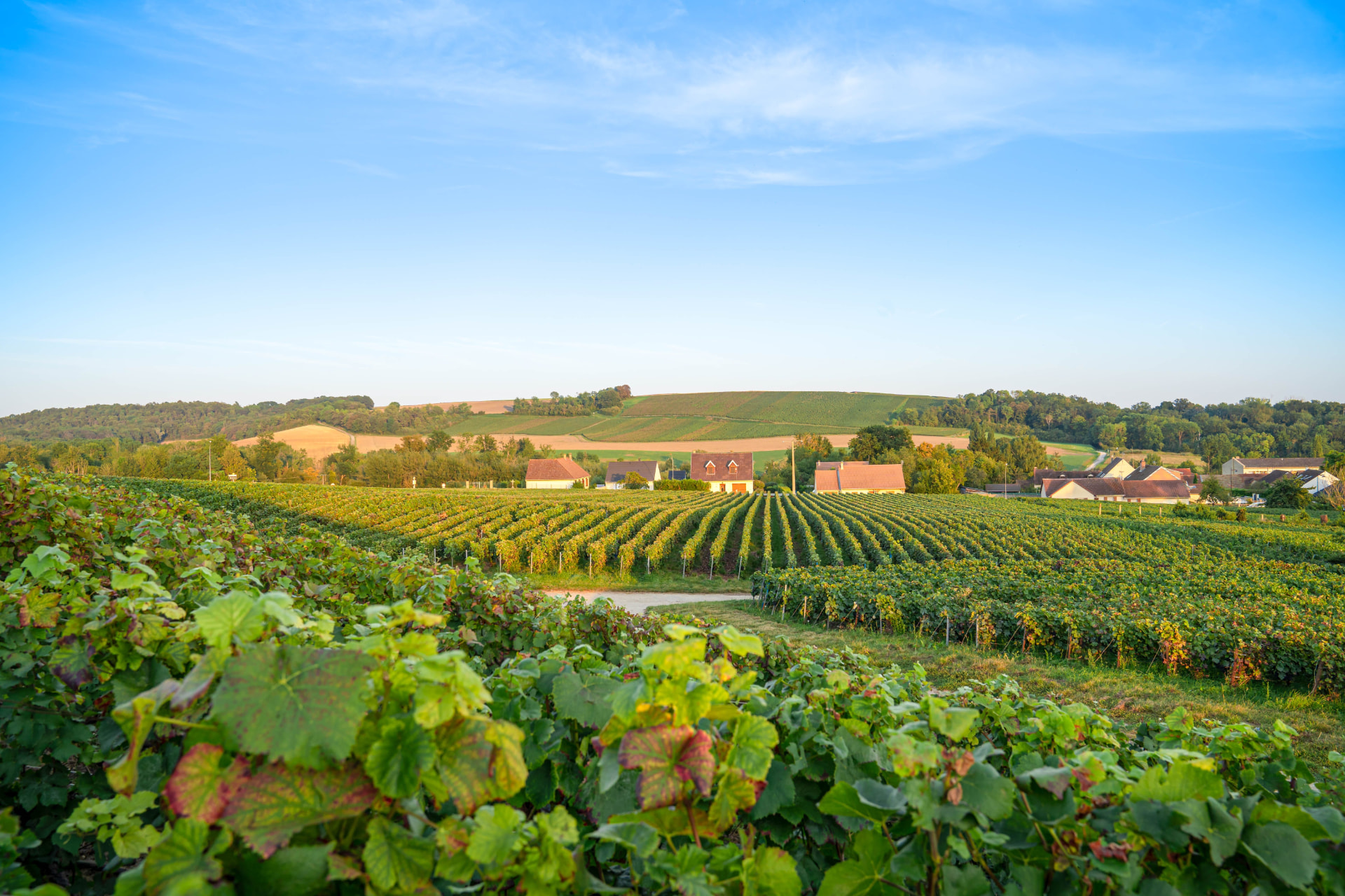 Rows of vines stretching across the rolling hills of Champagne beneath a clear blue sky.